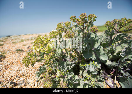 Kale mer capitules non ouvert, Crambe maritima, grandissant dans le bardeau de Chesil Beach à l'ouest de West Bexington vers Cogden dans le Dorset Angleterre U Banque D'Images