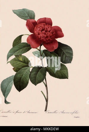 Camellia japonica Banque D'Images