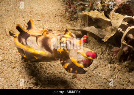 La seiche flamboyante colorés Pfeffer, Metasepia pfefferi nage au-dessus, le fond de sable, aux Philippines. Banque D'Images