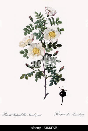 Rose Rosa Pimpinellifolia Marienbourg, Mariaeburgensis Banque D'Images