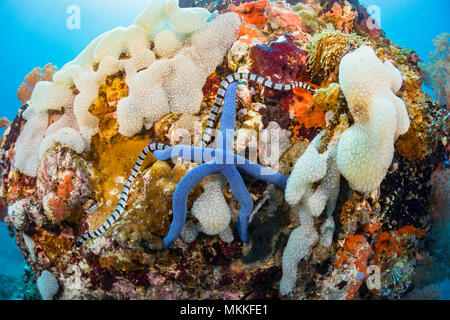 Yellowlip bagués venimeux Laticauda colubrina, serpent de mer, également connu sous le nom de sea krait, Philippines. Banque D'Images