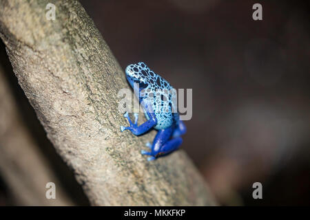 Blue Poison Dart Frog, Dendrobates tinctorius azureus indigènes au Surinam. Banque D'Images