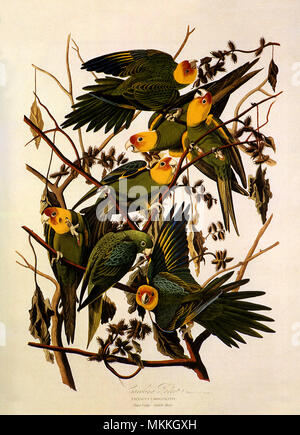 Conure de Caroline, Conuropsis carolinensis Banque D'Images