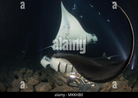 Reef manta, Manta alfredi, nourrir plus de paniers de les lumières utilisées pour attirer le plancton au large de la côte de Kona de Big Island, Hawaii. Banque D'Images