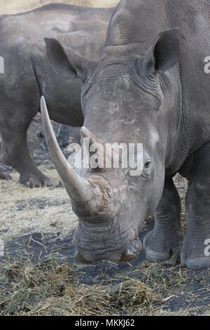 Libre de se nourrir d'herbe séchée Rhino Banque D'Images