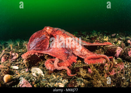 La pulpe géante, Enteroctopus dolfleini, ou la pieuvre géante du Pacifique Nord, de la Colombie-Britannique, Canada. Banque D'Images