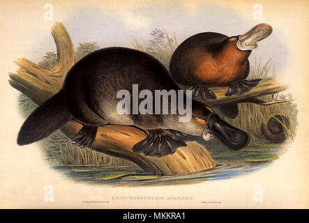 Duckbilled Platypus, Ornithorhynchus anatinus Banque D'Images