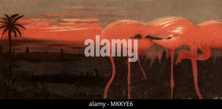 Flamants Roses, Coucher du Soleil Banque D'Images