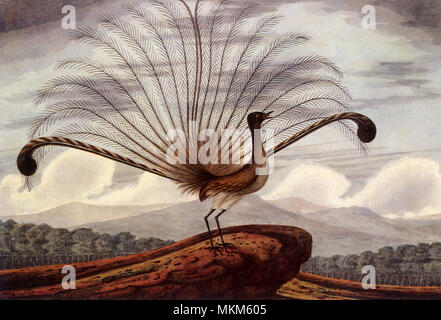 Oiseau Lyre Banque D'Images