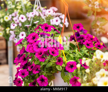 Fleurs pétunia accrochant dans un magasin de fleur. Close-up isolés. Le point de droit. Banque D'Images