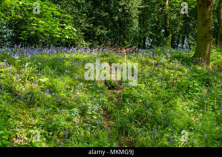 Woodland glade. Bluebells Banque D'Images