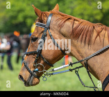 Marais Netley, Hampshire, Royaume-Uni. 6 mai 2018. Le premier jour, de l'événement de deux jours, Hampshire Game & Country Fair attire les foules par une chaude journée ensoleillée. Banque D'Images