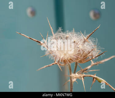 Salsifis (Tragopogon dubius ouest Scop., Asteraceae) wishie. La porte turquoise en arrière-plan.. Image Banque D'Images