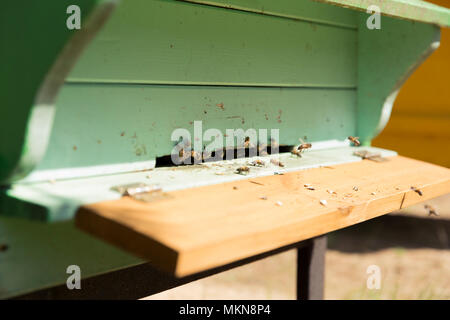 Close up de voler les abeilles. Ruche en bois et les abeilles Banque D'Images