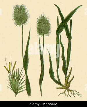 Cynosurus echinatus Banque D'Images