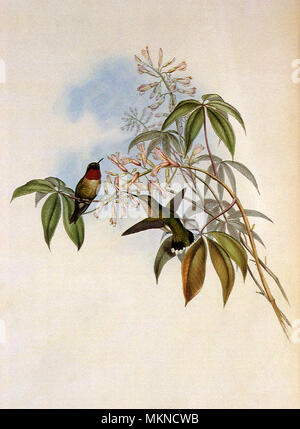 Ruby-Throated, Hummingbird Archilochus colubris Banque D'Images