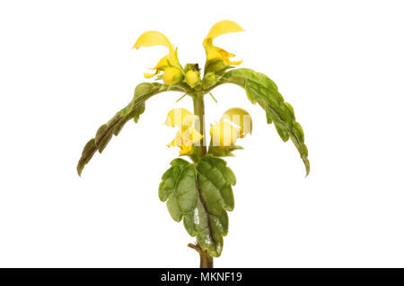 Lamium galeobdolon archange, jaune, fleurs sauvages isolés contre white Banque D'Images