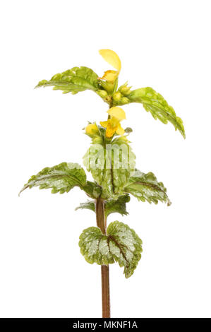 Lamium galeobdolon archange, jaune, fleurs sauvages isolés contre white Banque D'Images