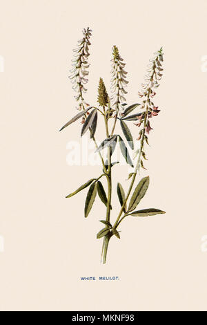 Mélilot blanc, Melilotus vulgaris Banque D'Images