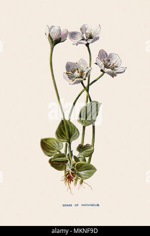 L'herbe de Parnassus, Parnassia palustris Banque D'Images