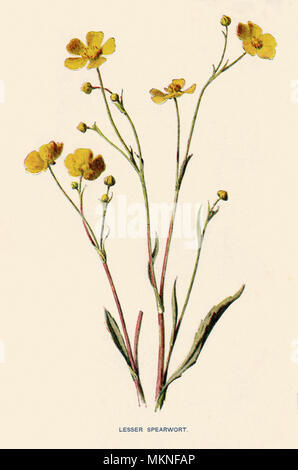 Ranunculus flammula, Spearwort moindre Banque D'Images