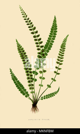 Asplenium Viride Banque D'Images