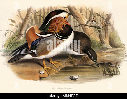 Canard Mandarin Aix galericulata, Banque D'Images