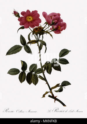 Dame Monson's Rose, Rosa Collina Monsoniana Banque D'Images