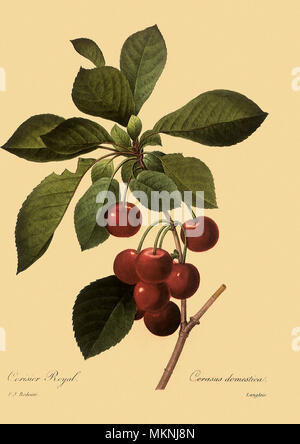 Le griottier, Prunus cerasus Banque D'Images