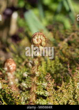 De près de l'extrémité d'un déploiement de frondes Polystichum setiferum Plumosomultilobum Banque D'Images