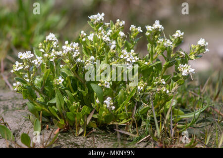 Scurvygrass Cochlearia officinalis (commune) plante en fleur. Plantes côtières dans la famille Brassicaceae, aka le scorbut-herbe et spoonwort, la floraison Banque D'Images