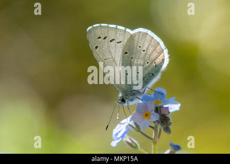 (Celastrina argiolus Holly blue) nectar sur forget-me-not. Insectes britanniques de sexe masculin dans la famille des Saturniidae se nourrissant de Myosotis sp., avec dessous Banque D'Images