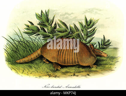 Nine-Banded Armadillo Banque D'Images