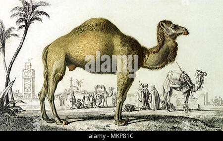 Le Dromadaire (Camelus dromedarius) Banque D'Images