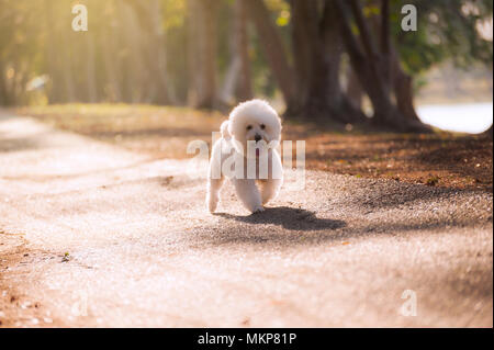 Promenade de chien caniche blanc dans le parc le matin. Banque D'Images