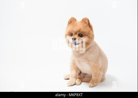 Cheveux courts brun mignon petit chien pomeranian chiot portrait, animal couché sur fond blanc. Banque D'Images