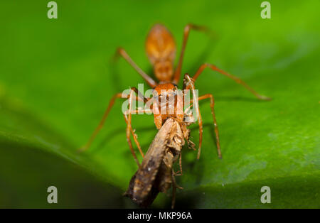 Ant-Kerengga araignée cavalier comme il mange l'insecte sur feuille verte Banque D'Images