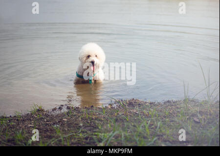 Fluffy mignon chien caniche blanc rafraîchissant dans le lac, dans le parc, dans l'eau détente caniche Adultes Banque D'Images