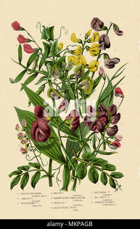 Assortiment de fleurs Banque D'Images