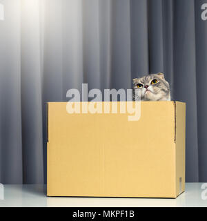 Curieux chaton gris en boîte carton. Petit chat à la maison. Animal de petite taille Banque D'Images