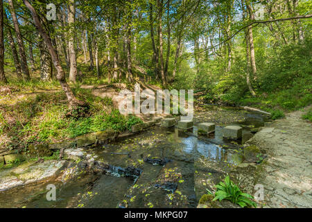 Un sentier forestiers au début du printemps avec un escalier vers le bas une banque conduisant à des tremplins à travers un ruisseau, dans l'ombre pommelé Banque D'Images