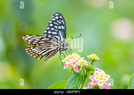 Mime commun (Chilasa clytia) perching on plant Banque D'Images