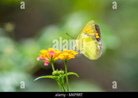 Jaune Orange Tip (Ixias pyrene) manger sur la Banque D'Images