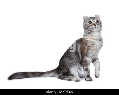 Smiling silver tortie American Curl cat kitten assis côté isolé sur fond blanc avec une patte levée en l'air et jusqu'à la Banque D'Images