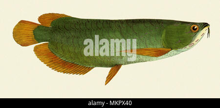 Asiatiques Arowana, Scleropages formosus Banque D'Images