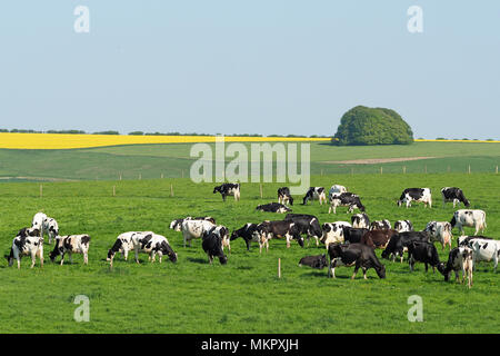 Dairy Cows grazing in field Banque D'Images