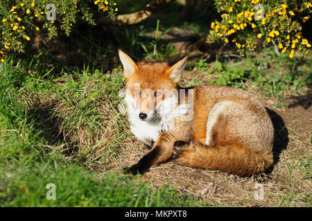 Fox se bouchent Banque D'Images