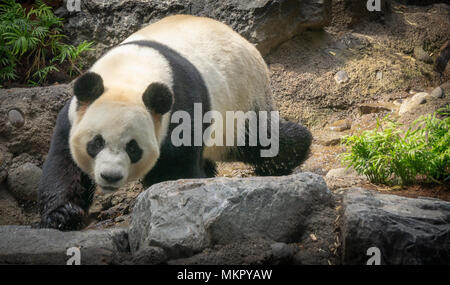Panda géant du Zoo de Calgary Alberta Canada Banque D'Images