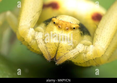 Gros plan du visage d'une araignée Crabe (Misumena vatia) Tipperary, Irlande Banque D'Images