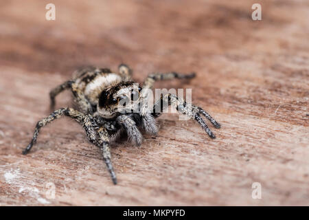 (Salticus scenicus araignée sauteuse) reposant sur un siège en plein air. Tipperary, Irlande Banque D'Images